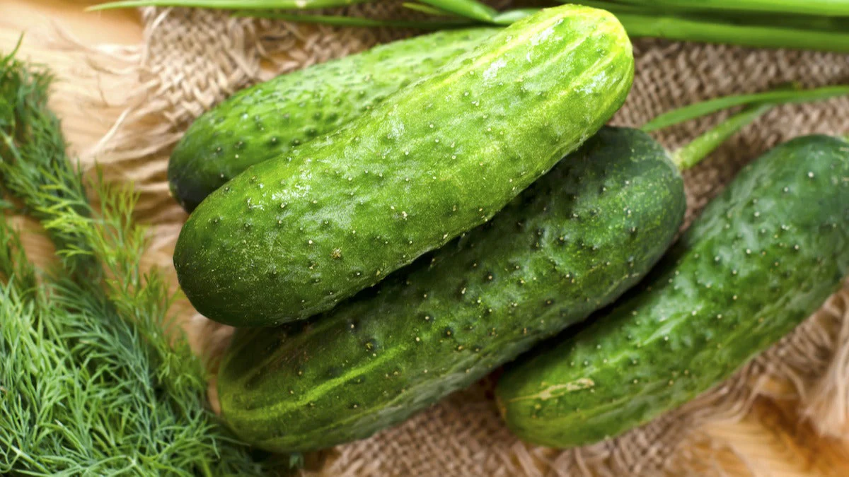 Wisconsin SMR58 Pickling Cucumber - Image 3