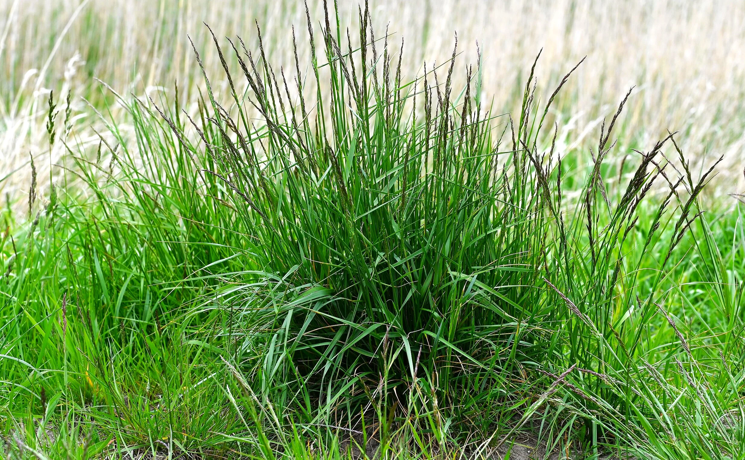 Xtreme Green Turf Type Tall Fescue - Image 10