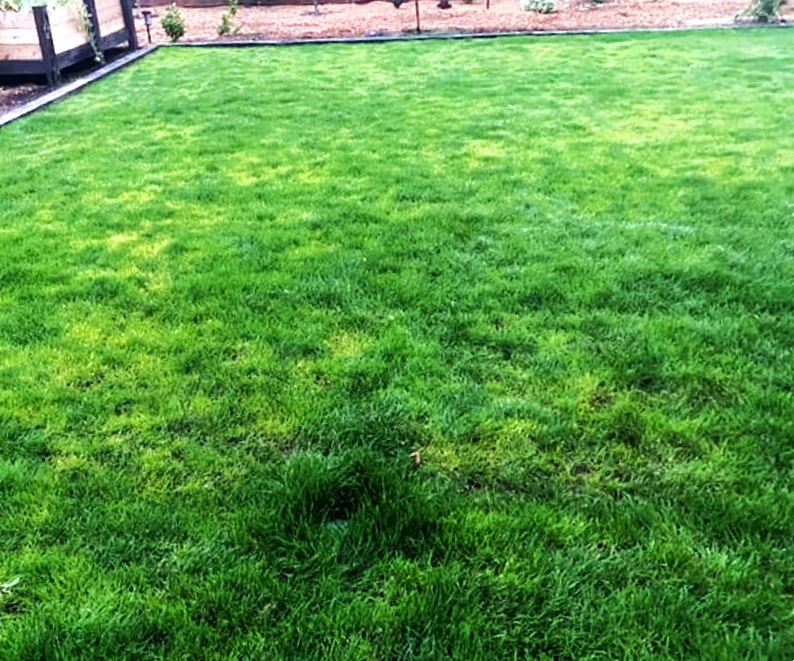 Xtreme Green Turf Type Tall Fescue - Image 2