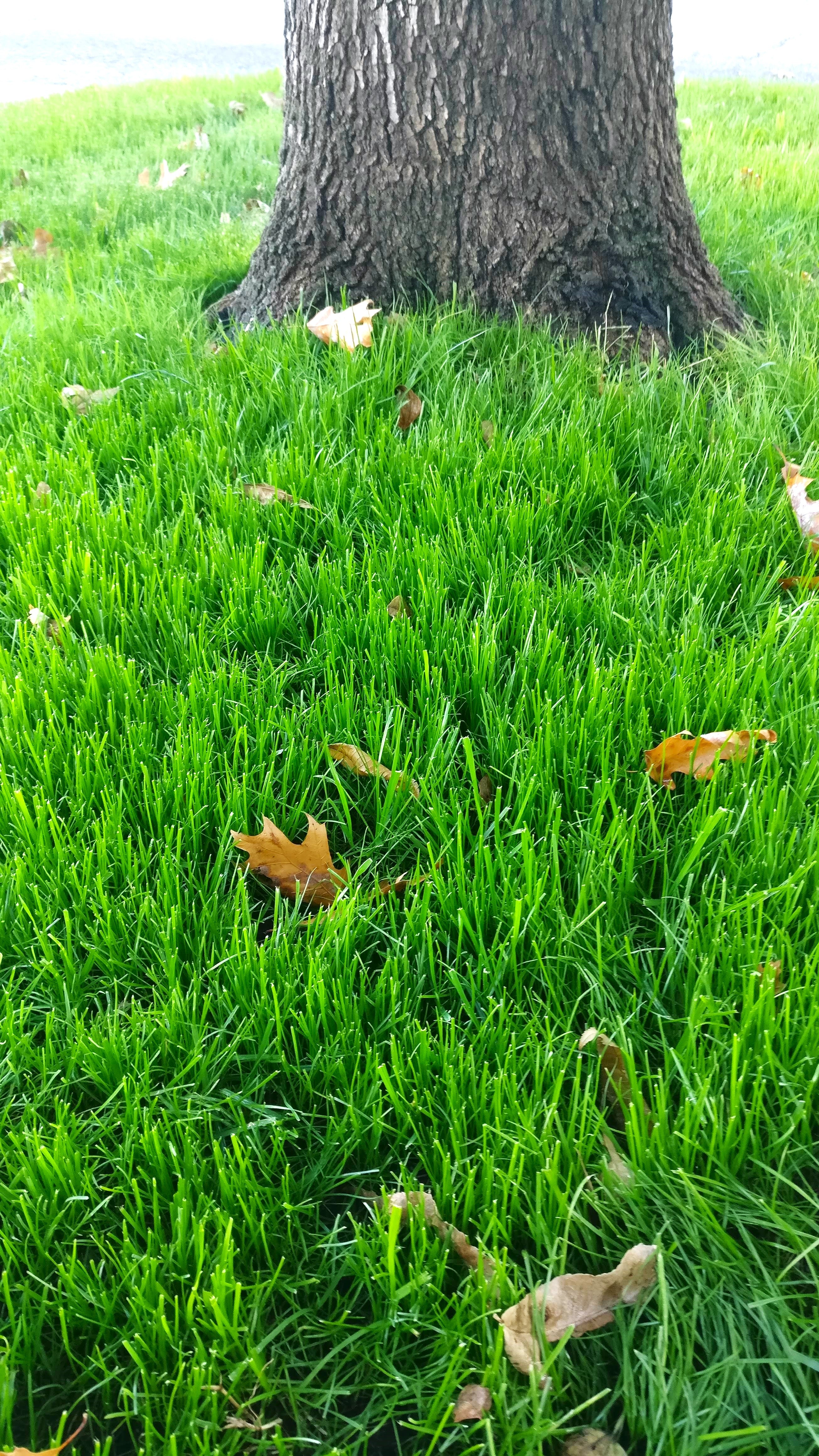 Xtreme Green Turf Type Tall Fescue - Image 3