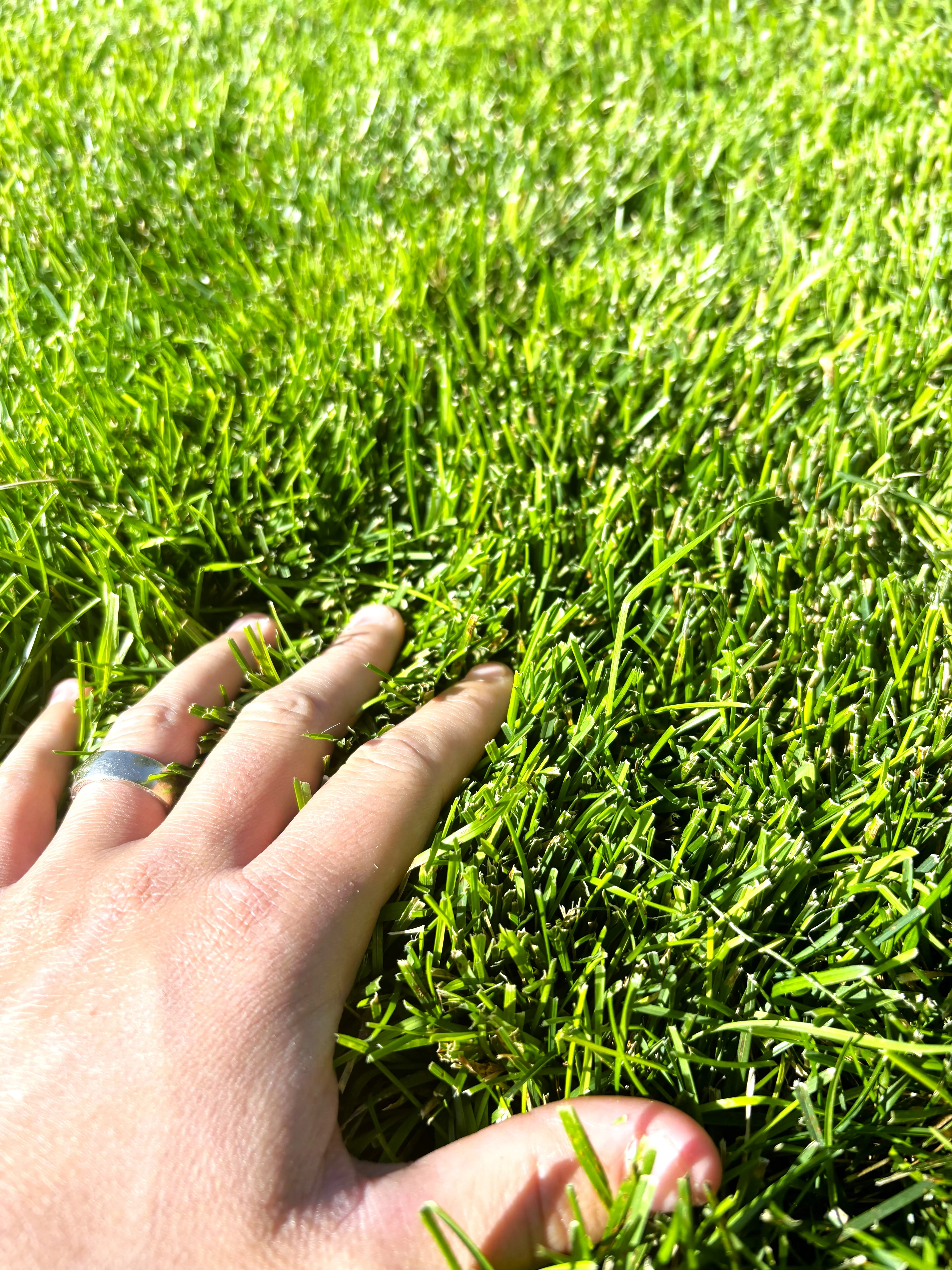 Xtreme Green Turf Type Tall Fescue - Image 4