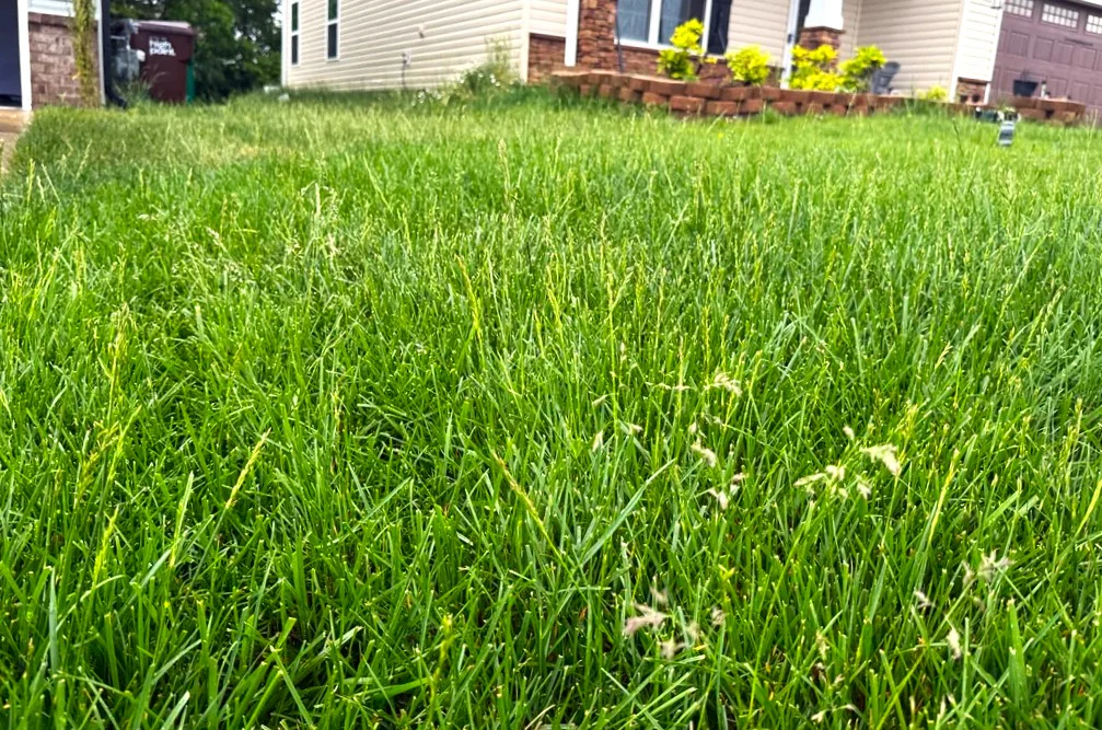 Xtreme Green Turf Type Tall Fescue - Image 5