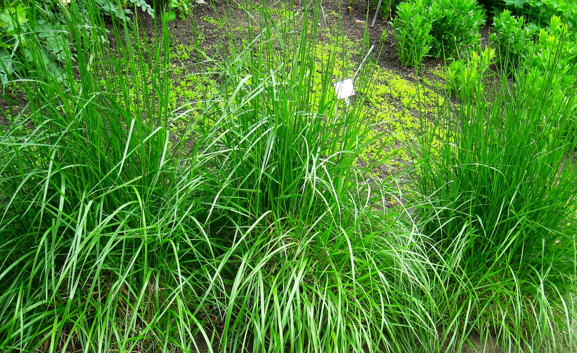 Xtreme Green Turf Type Tall Fescue - Image 6