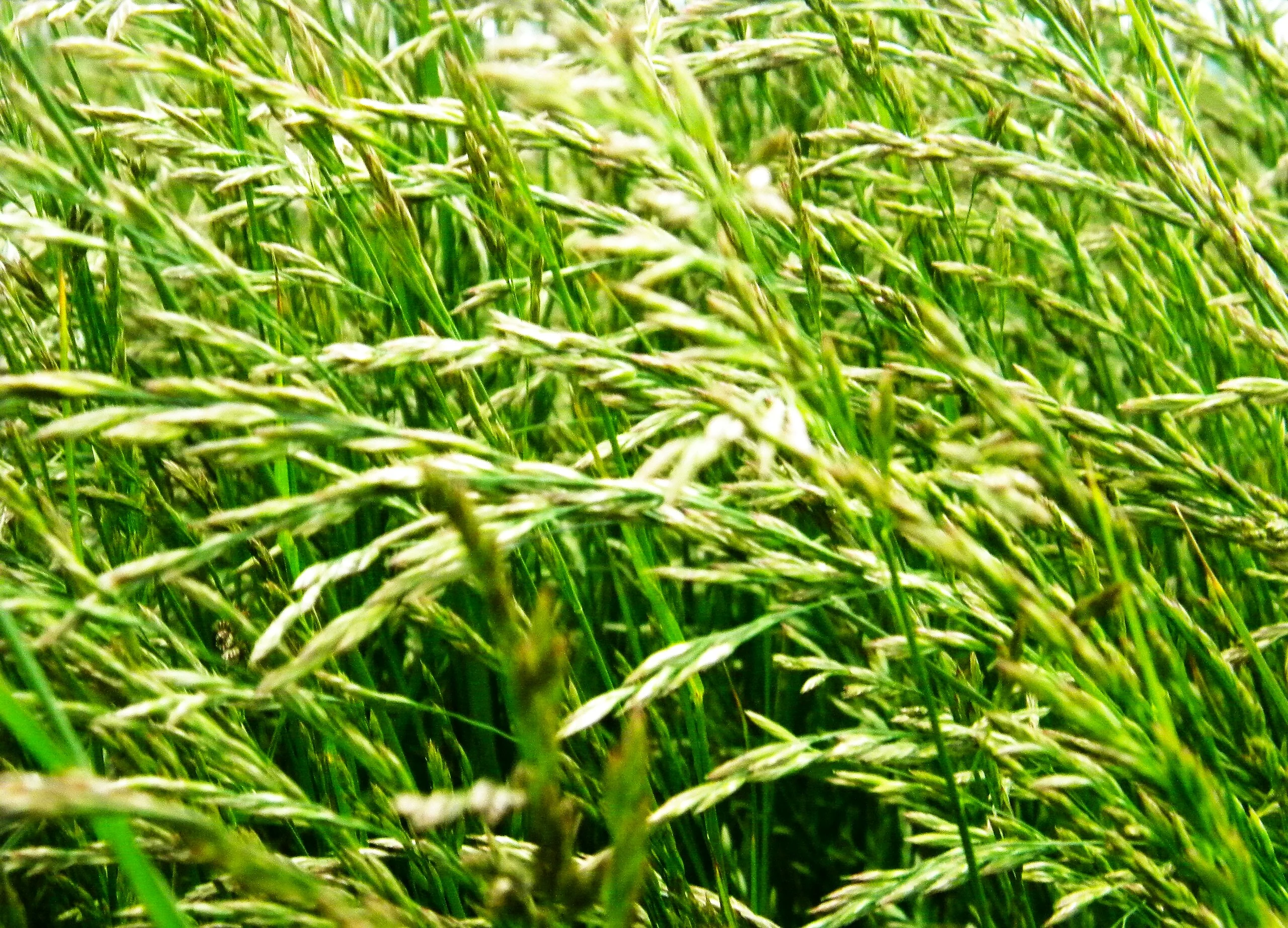 Xtreme Green Turf Type Tall Fescue - Image 8