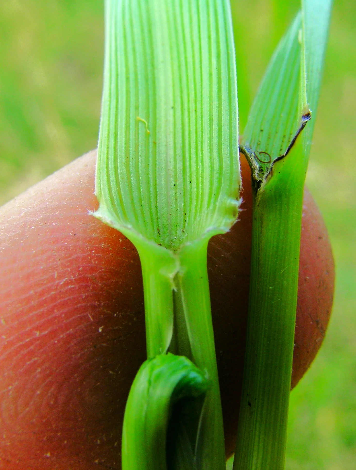 Xtreme Green Turf Type Tall Fescue - Image 9