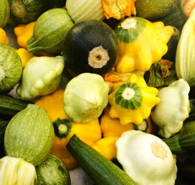 Yellow and Green Bicolor Patty Pan (Bush Scallop Squash) - Image 10