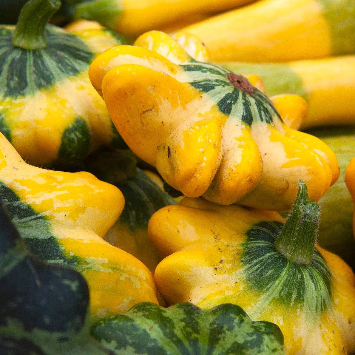 Yellow and Green Bicolor Patty Pan (Bush Scallop Squash) - Image 4