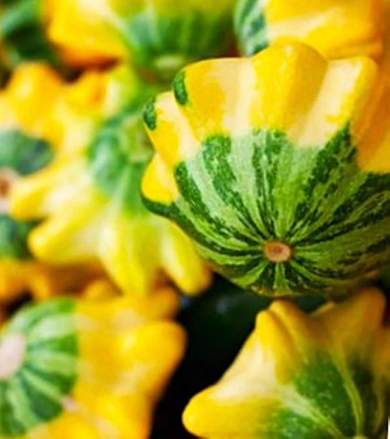 Yellow and Green Bicolor Patty Pan (Bush Scallop Squash) - Image 5