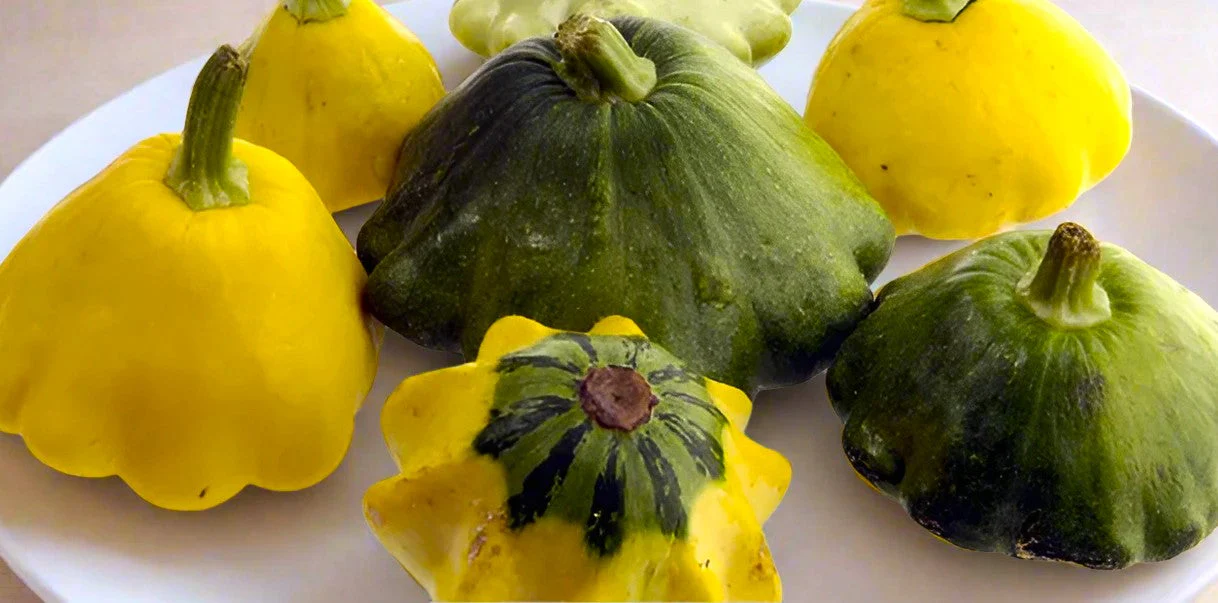 Yellow and Green Bicolor Patty Pan (Bush Scallop Squash) - Image 9