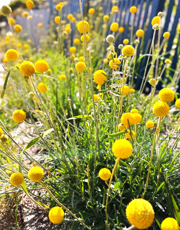 Yellow Billy Button (Craspedia) - Image 3