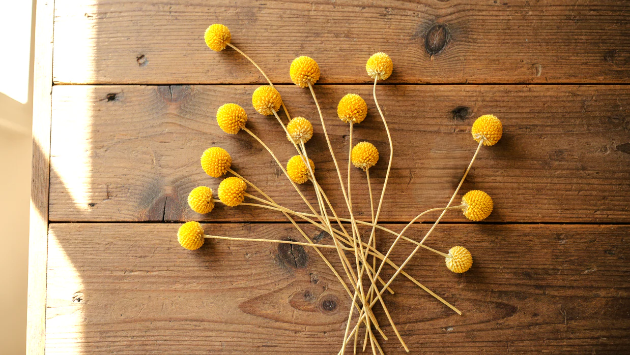Yellow Billy Button (Craspedia) - Image 7