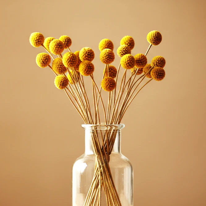 Yellow Billy Button (Craspedia) - Image 8