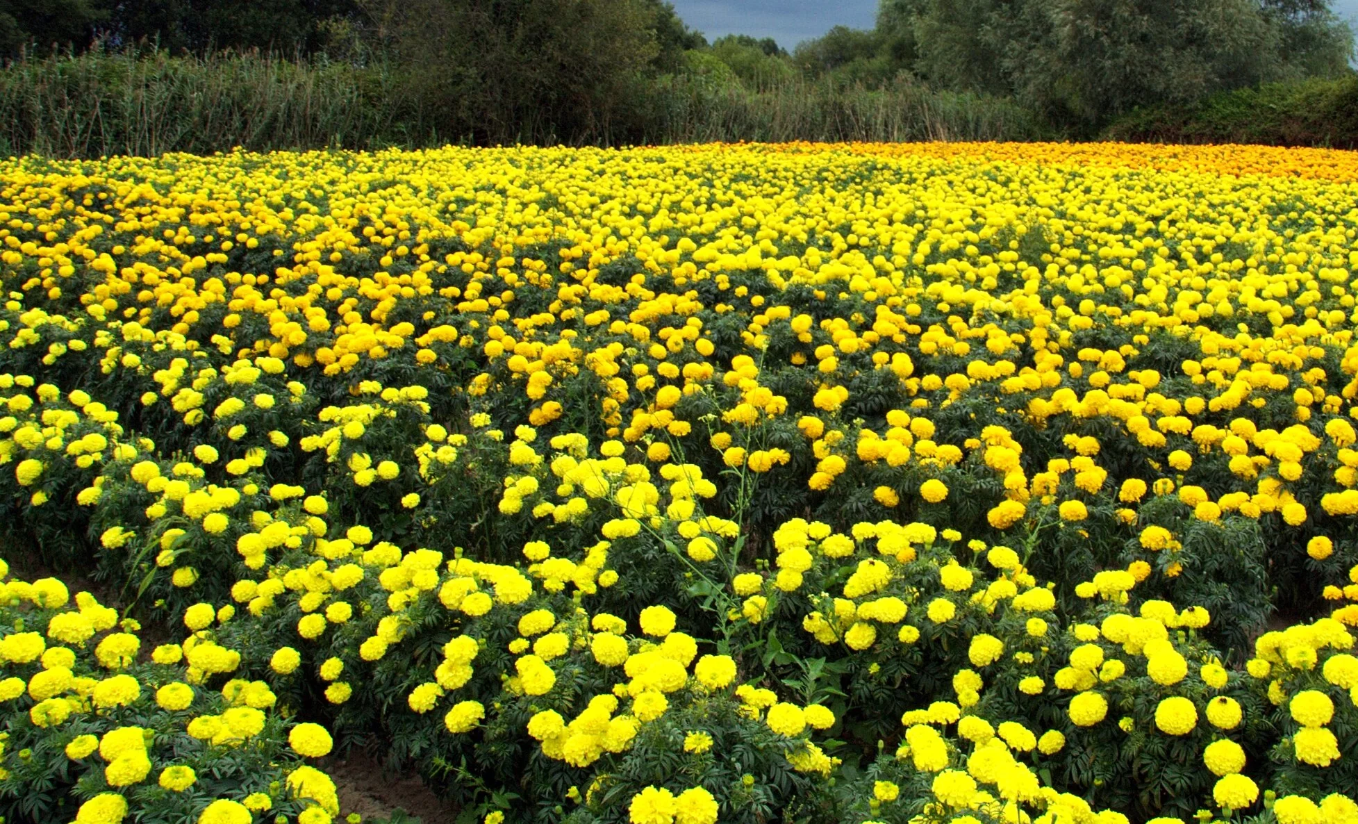 Yellow Brocade French Marigold - Image 10