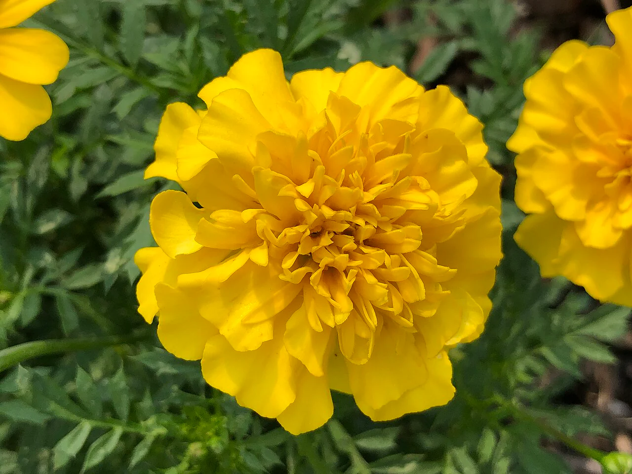 Yellow Brocade French Marigold - Image 3