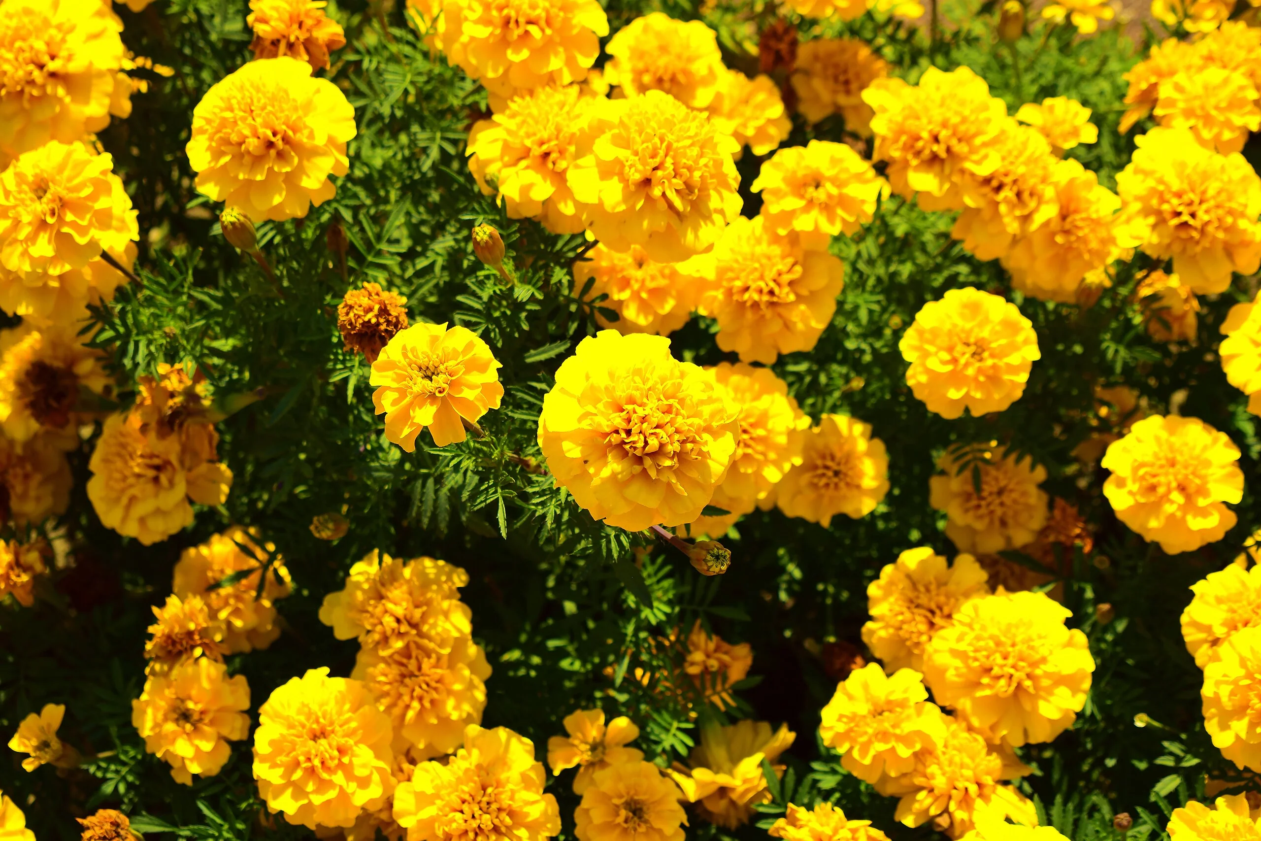 Yellow Brocade French Marigold - Image 4