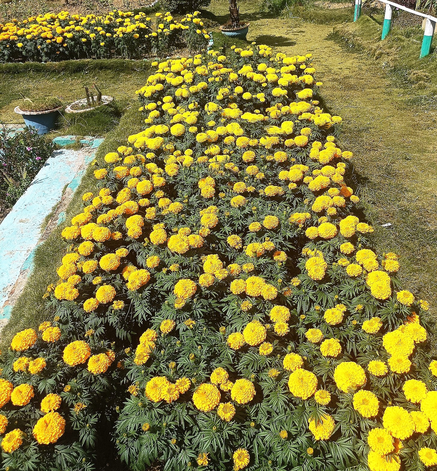 Yellow Brocade French Marigold - Image 6