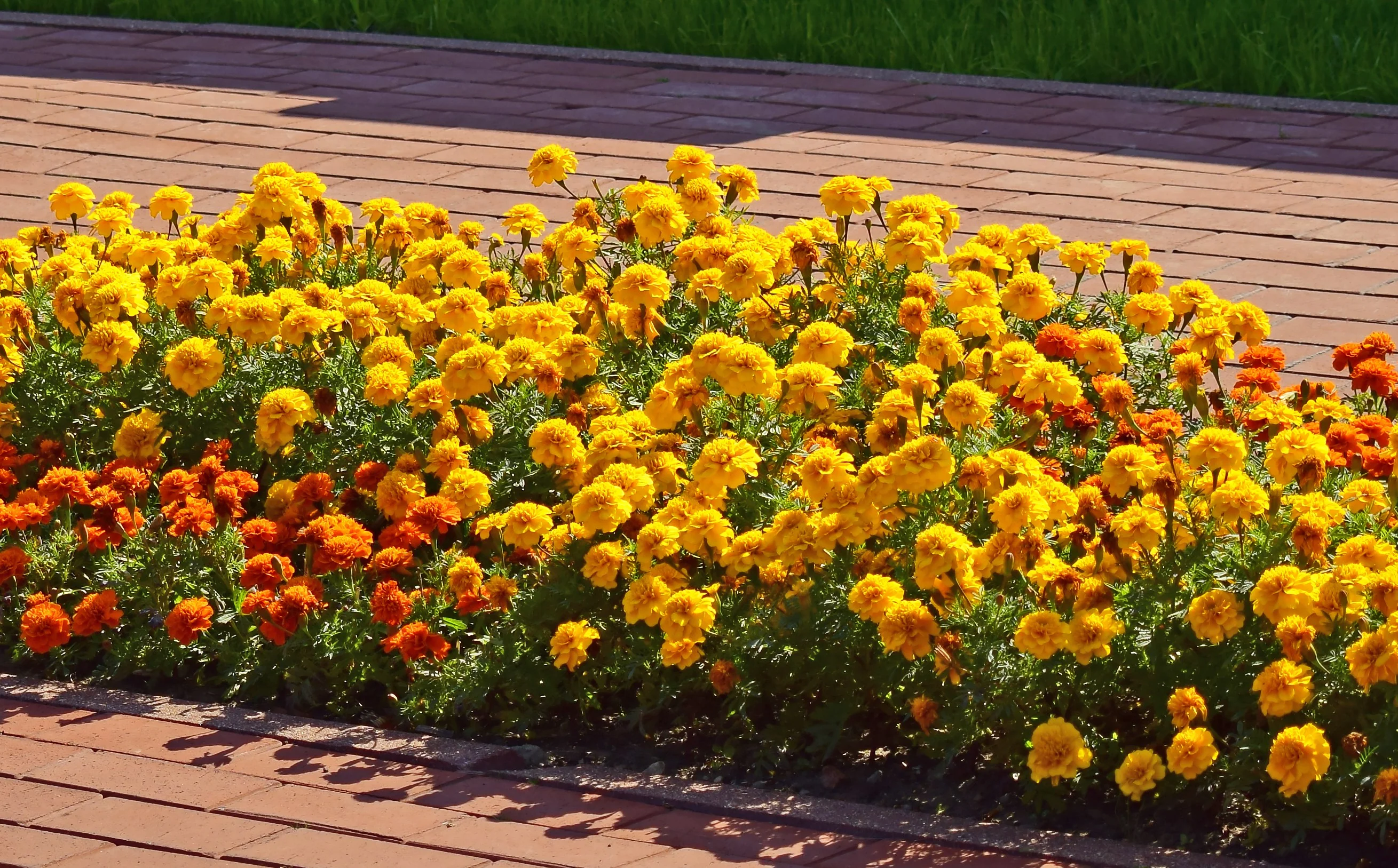 Yellow Brocade French Marigold - Image 7