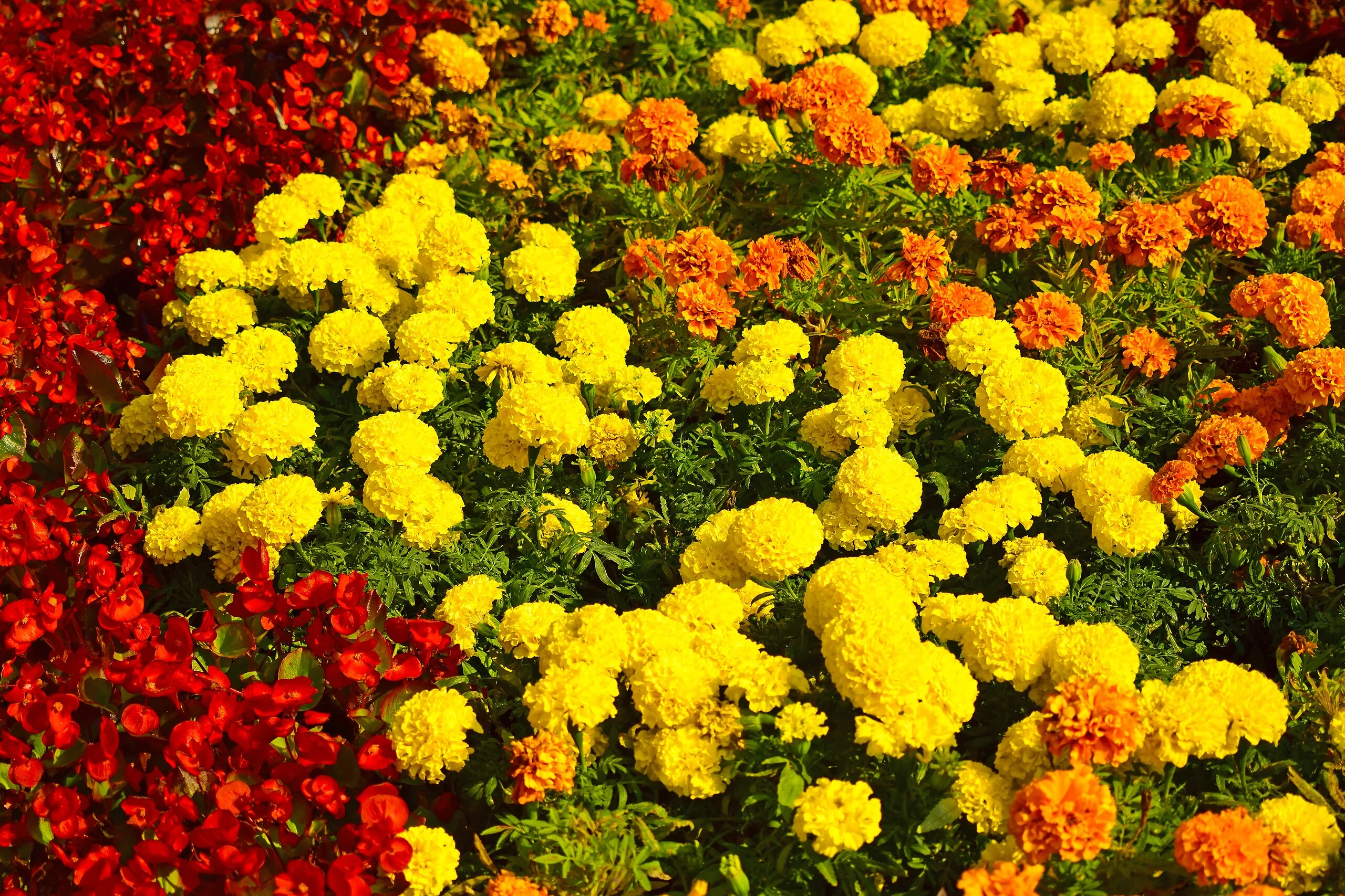 Yellow Brocade French Marigold - Image 8