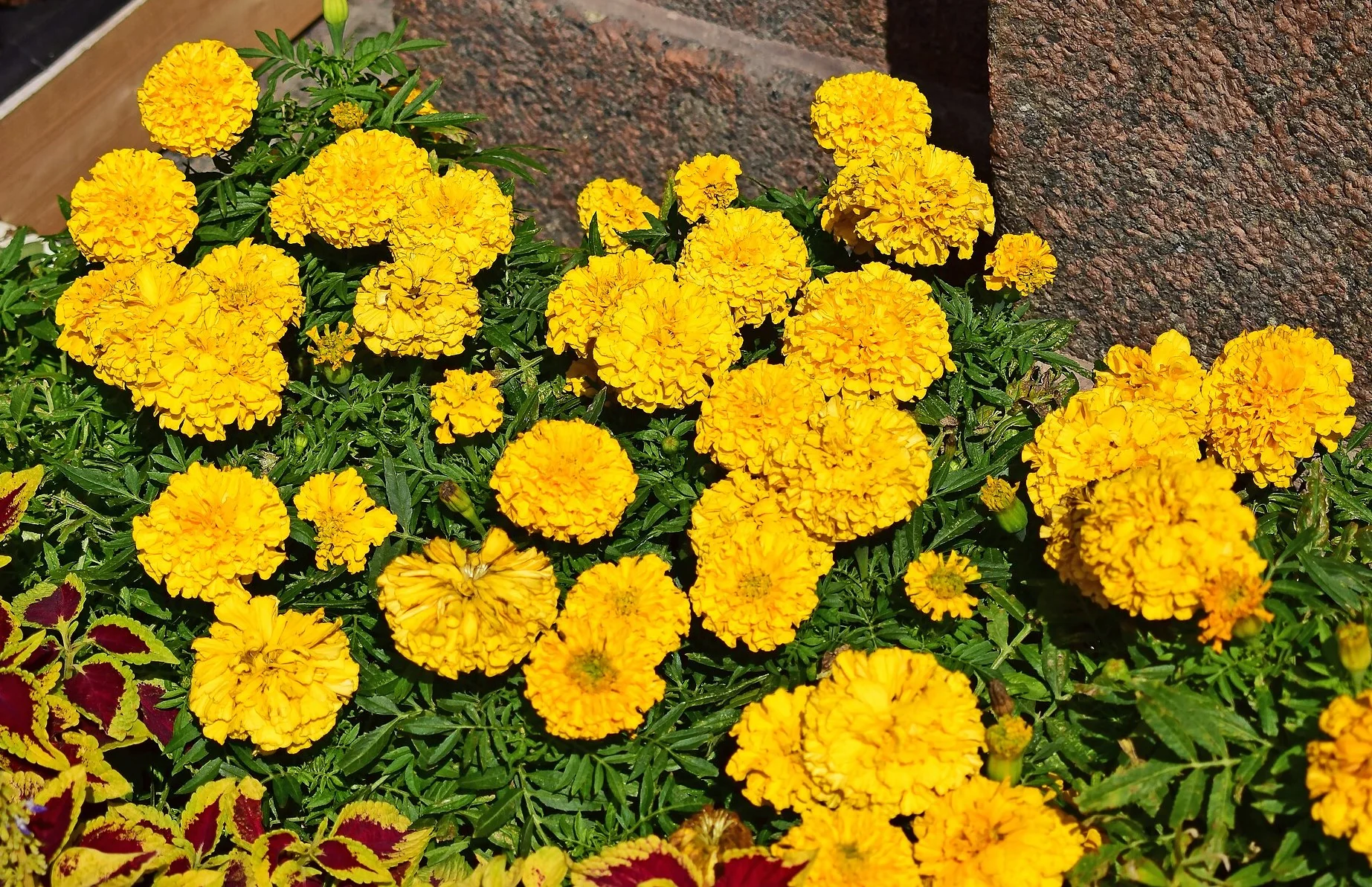Yellow Brocade French Marigold - Image 9