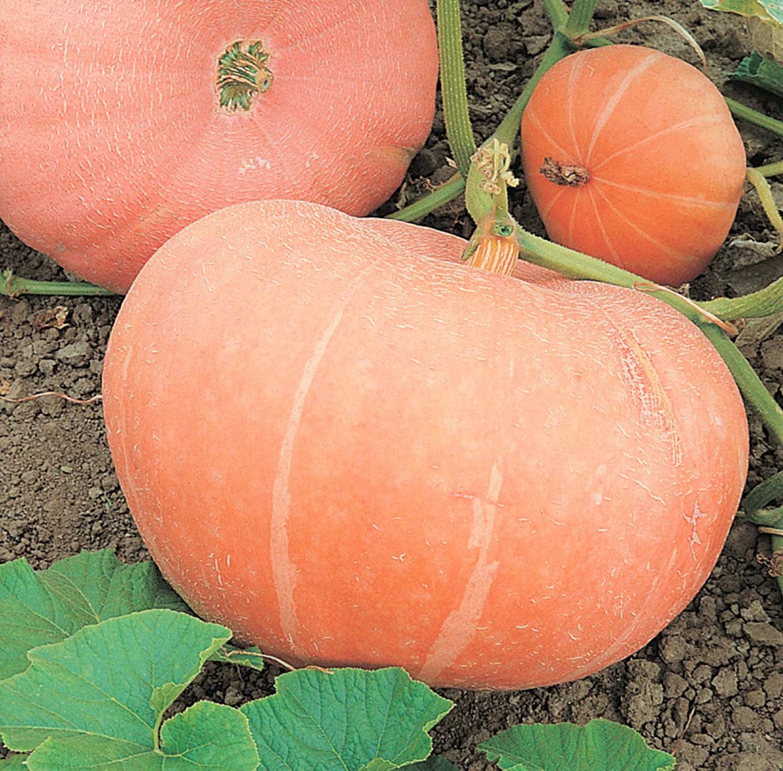 Jaune De Paris Pink Pumpkin - Image 4
