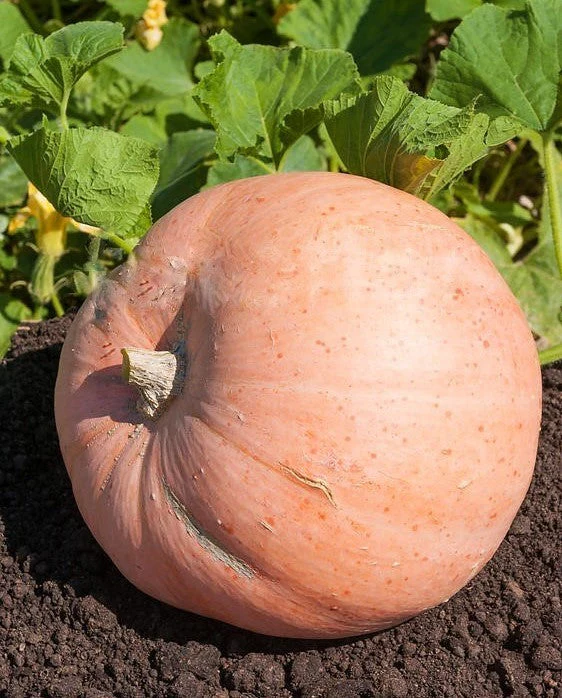 Jaune De Paris Pink Pumpkin - Image 5