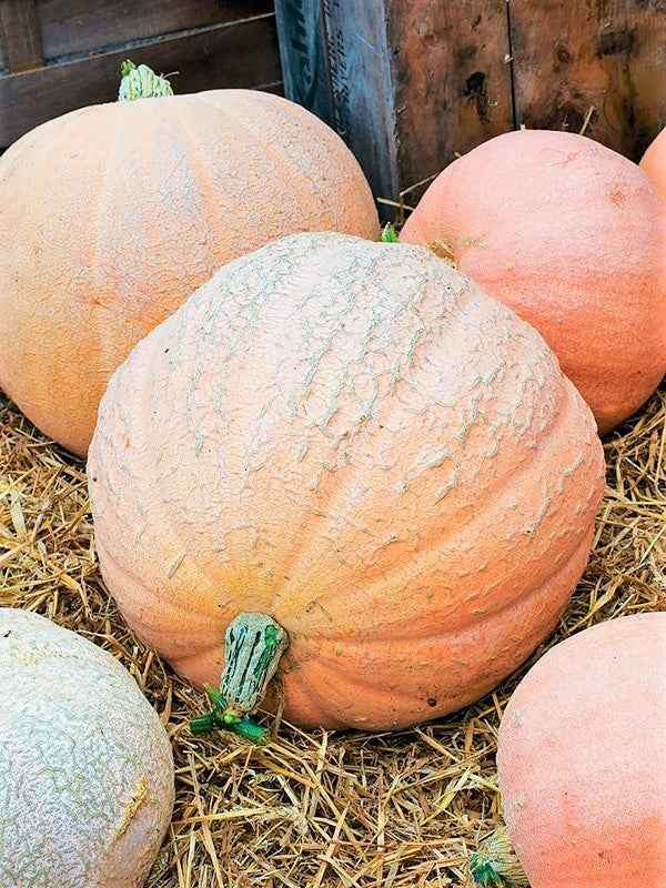 Jaune De Paris Pink Pumpkin - Image 6
