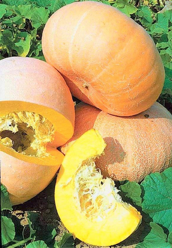 Jaune De Paris Pink Pumpkin - Image 7