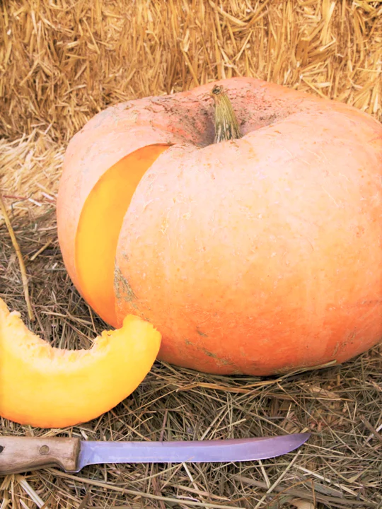 Jaune De Paris Pink Pumpkin - Image 8