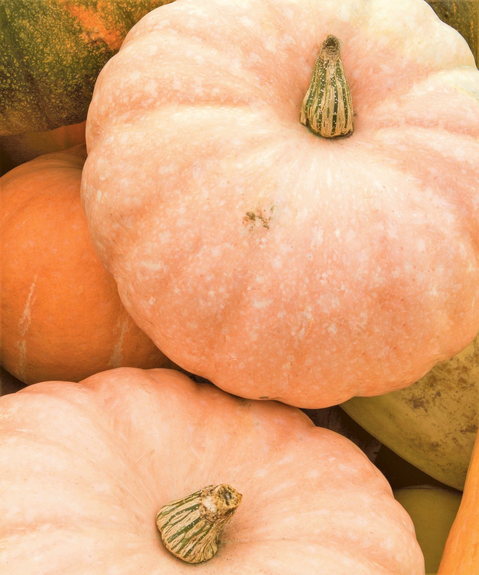 Jaune De Paris Pink Pumpkin - Image 9