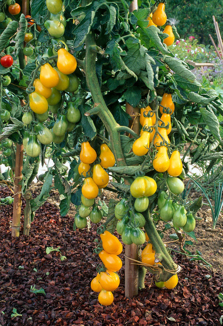 Yellow Pear Tomato - Image 4