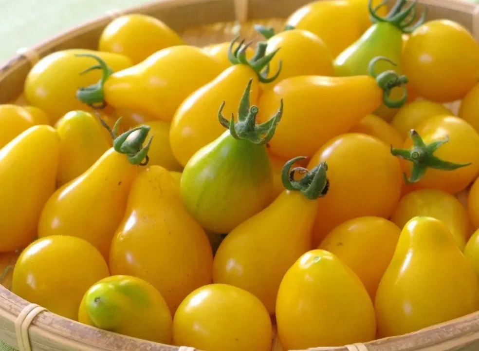 Yellow Pear Tomato - Image 6