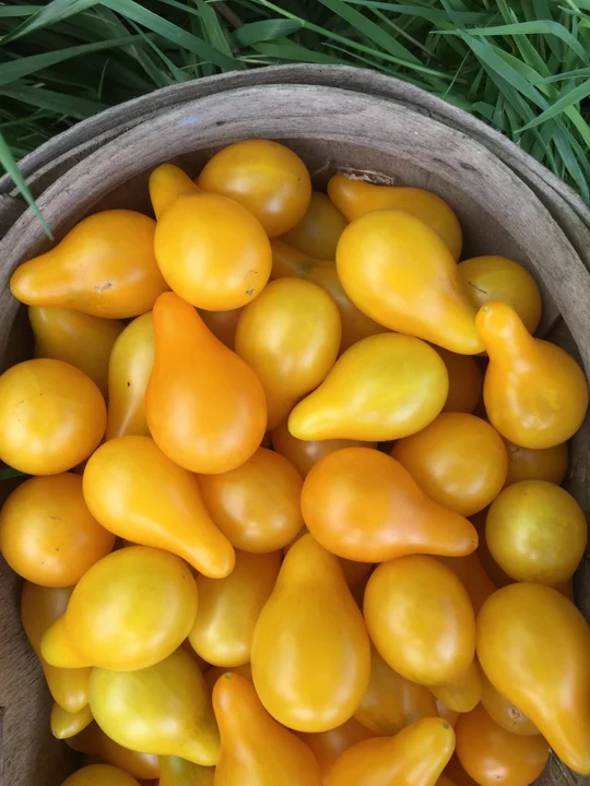 Yellow Pear Tomato - Image 7
