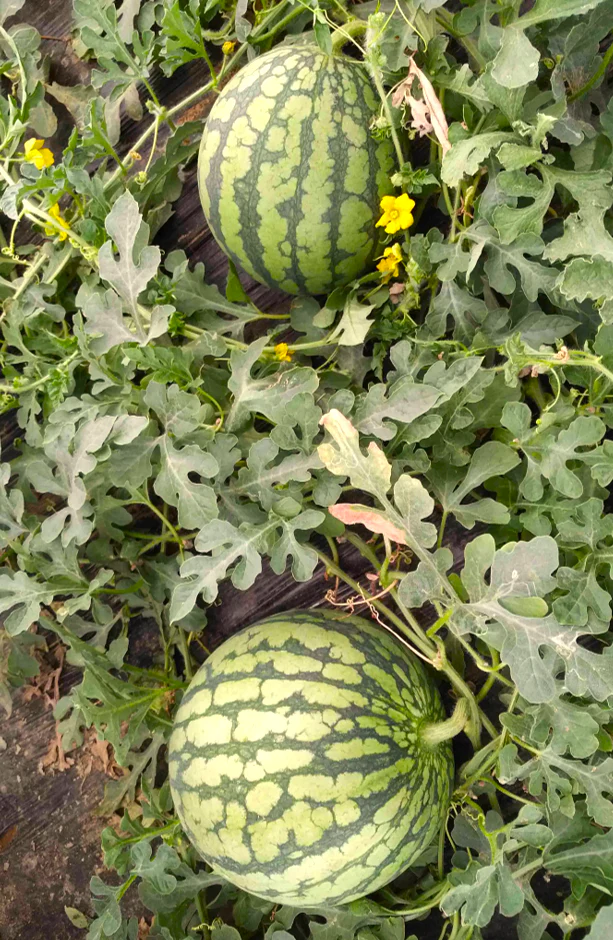 Yellow Petite Watermelon - Image 3