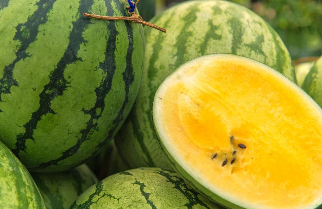 Yellow Petite Watermelon - Image 4