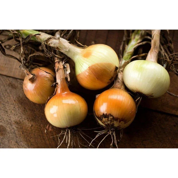 Yellow Sweet Spanish Onion - Image 3