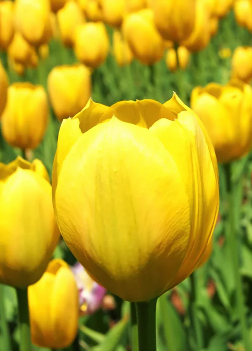 Yellow Triumph Dutch Tulip Bulbs - Image 3