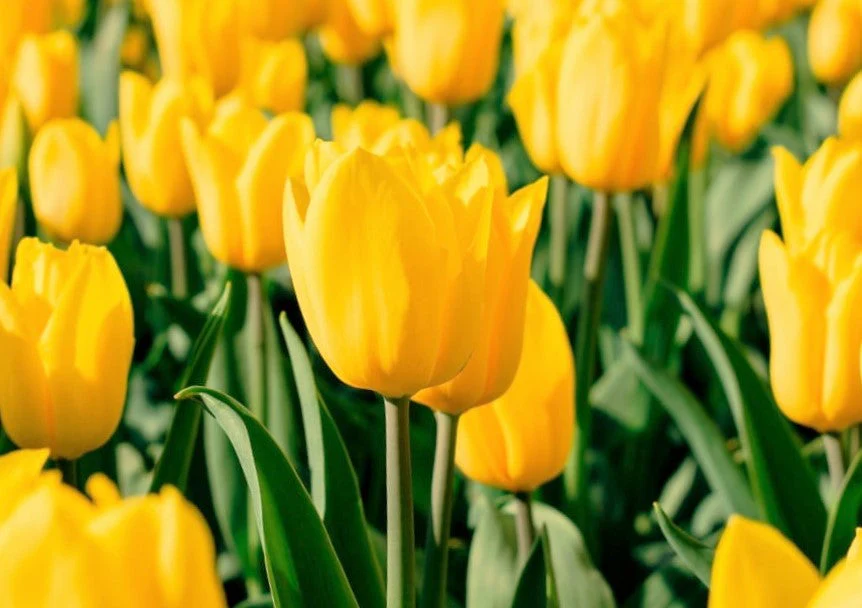 Yellow Triumph Dutch Tulip Bulbs - Image 4