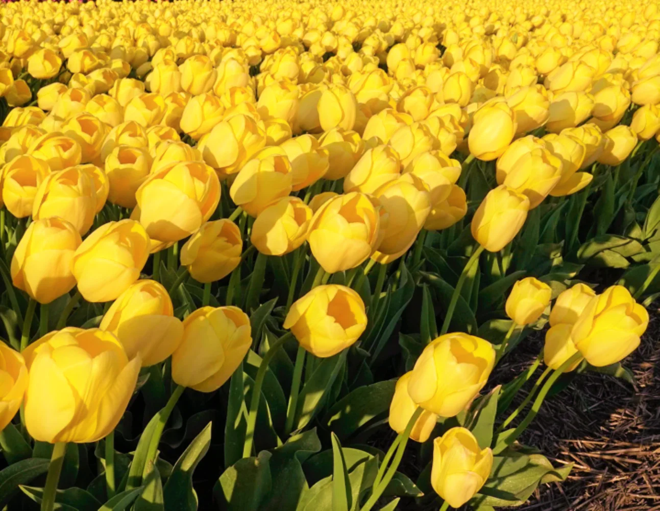 Yellow Triumph Dutch Tulip Bulbs - Image 5