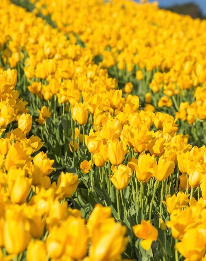 Yellow Triumph Dutch Tulip Bulbs - Image 6