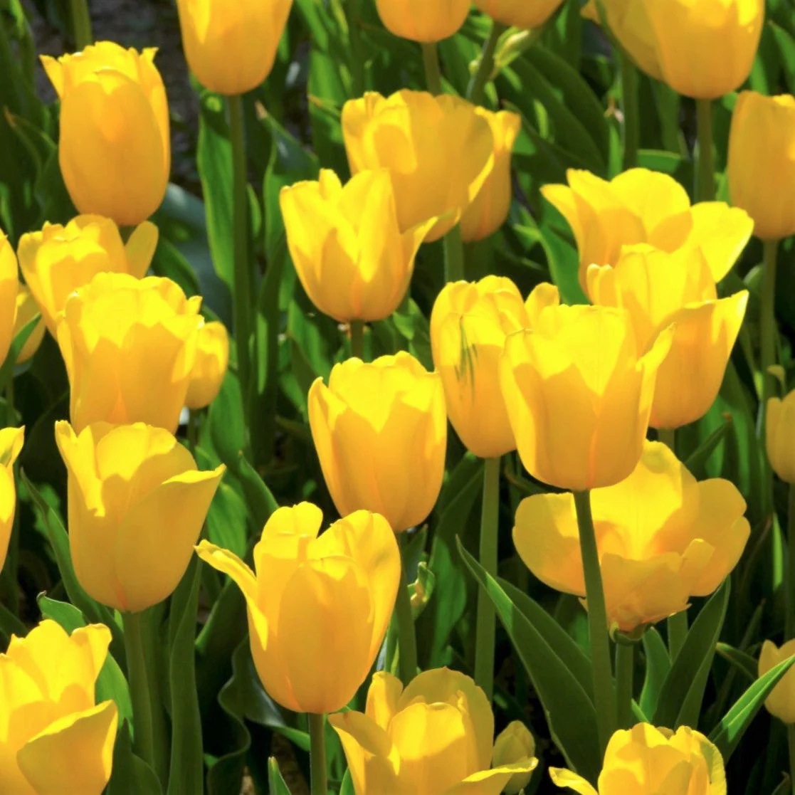 Yellow Triumph Dutch Tulip Bulbs - Image 7