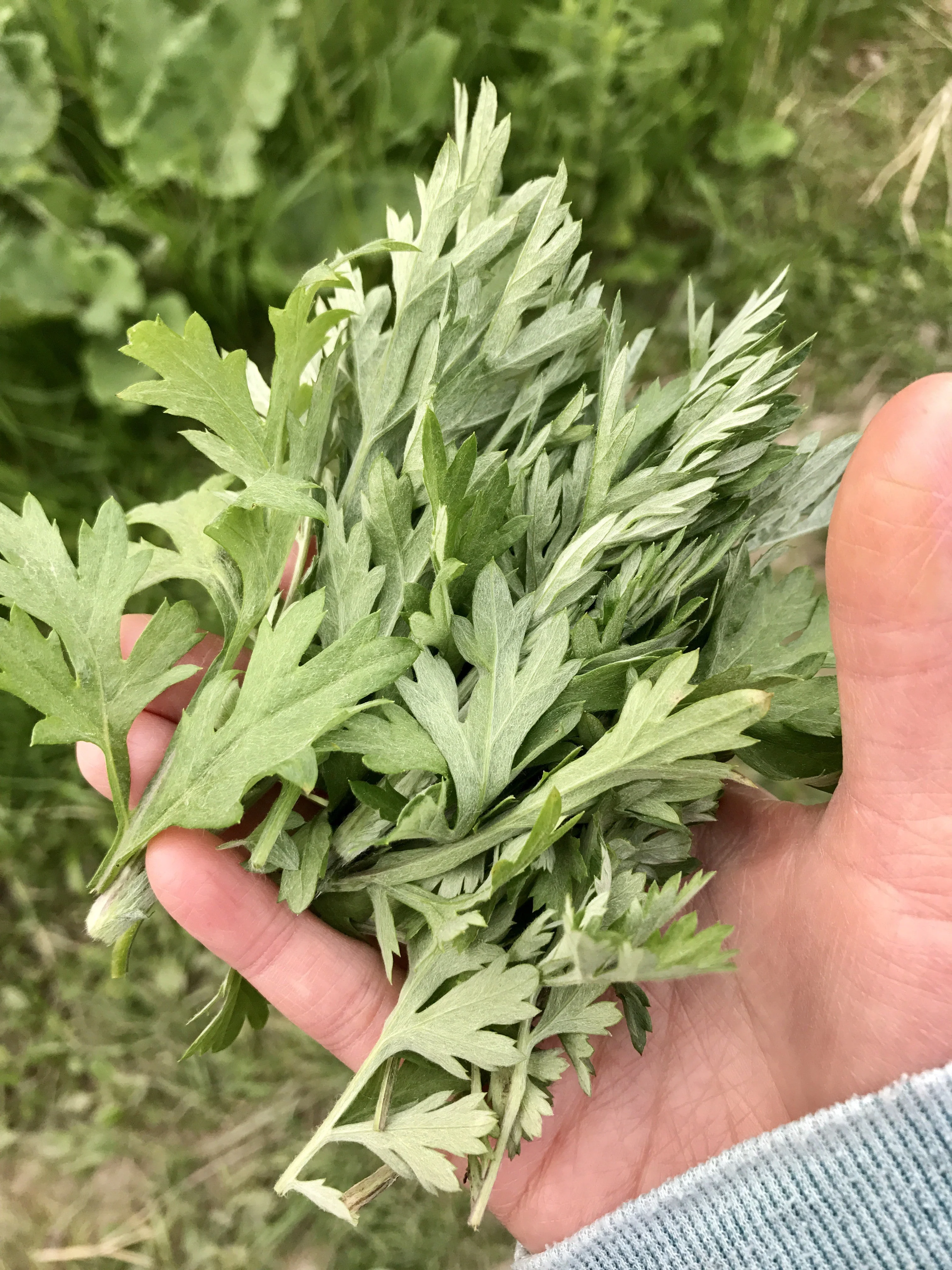 Yomogi Mugwort (Korean Wormwood) - Image 3