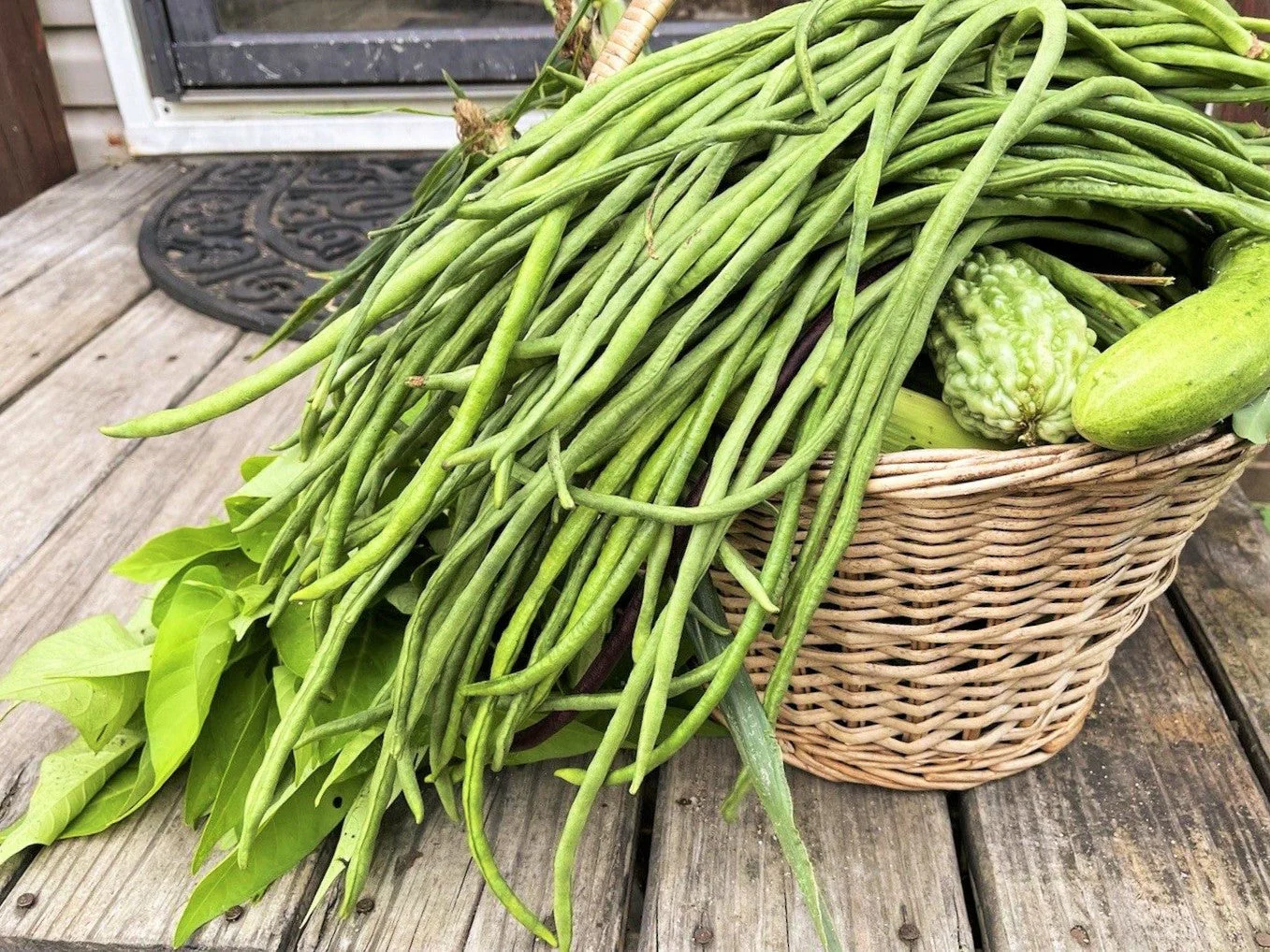 You Fong Wong Black Seeded Yard Long Bean - Image 10