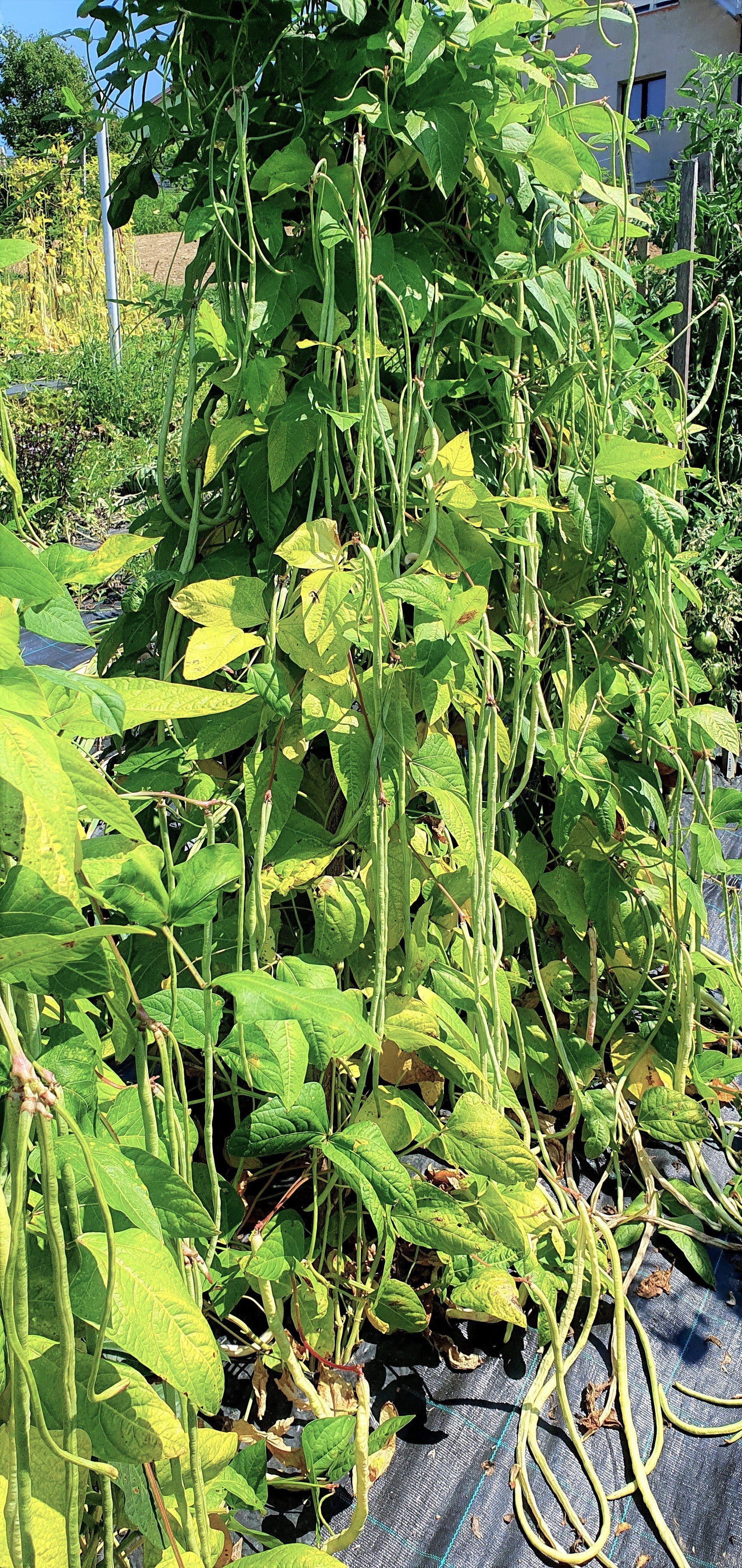 You Fong Wong Black Seeded Yard Long Bean - Image 11
