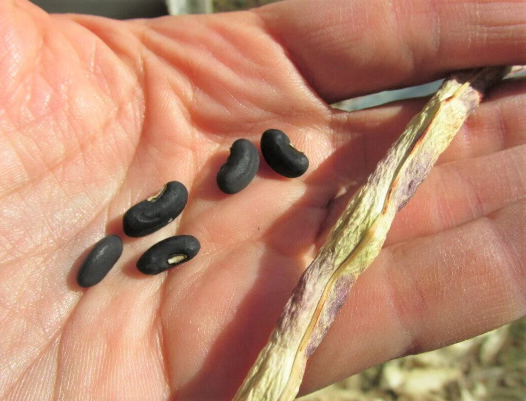 You Fong Wong Black Seeded Yard Long Bean - Image 3