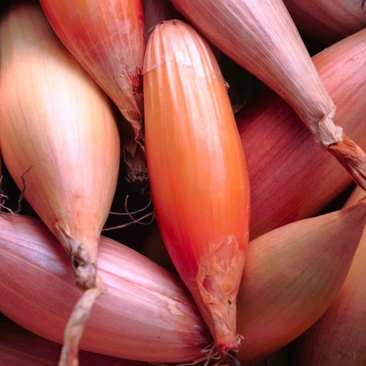 Zebrune Shallot