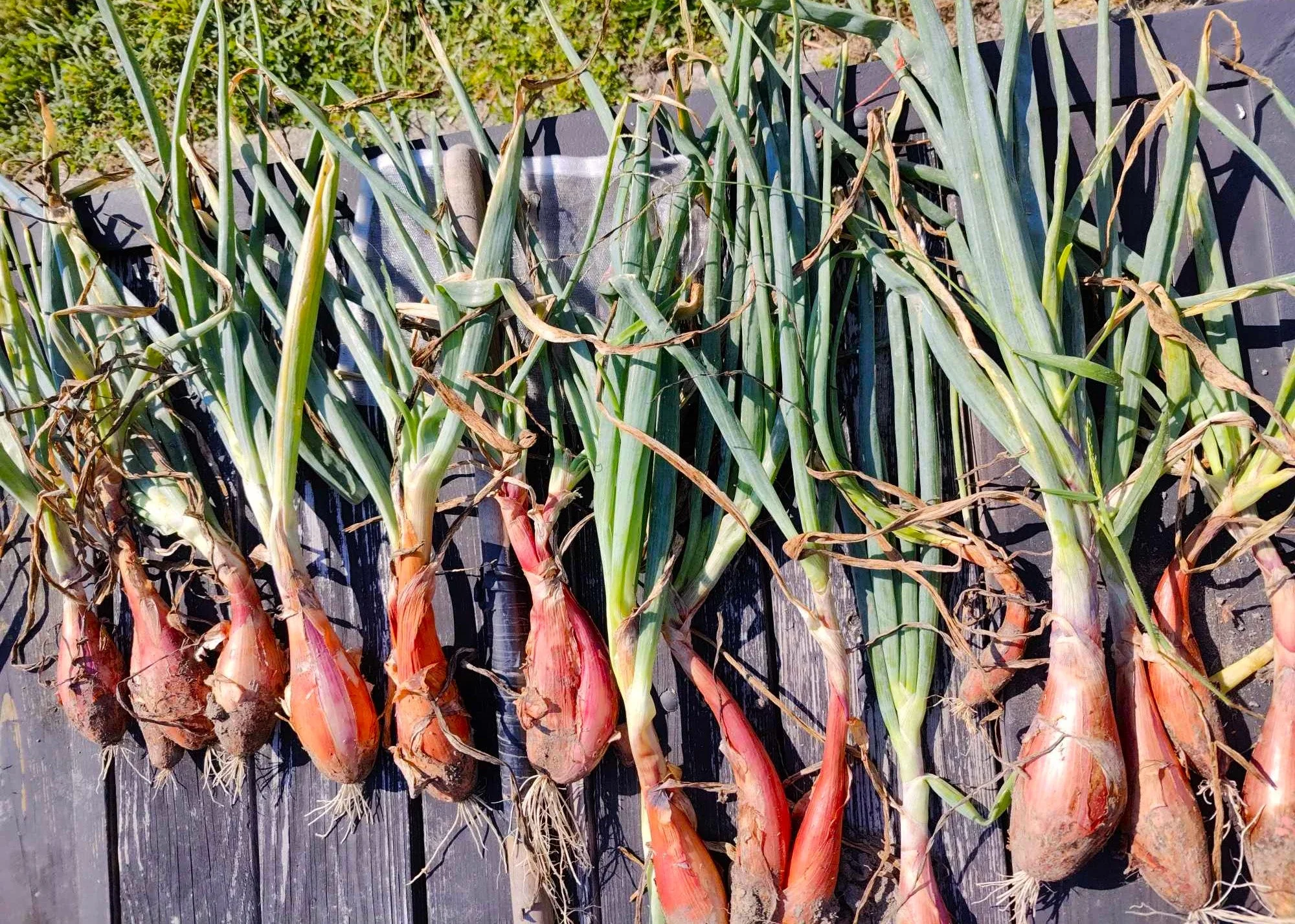 Zebrune Shallot - Image 2