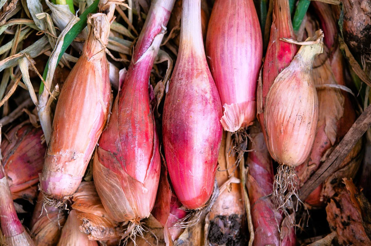 Zebrune Shallot - Image 3