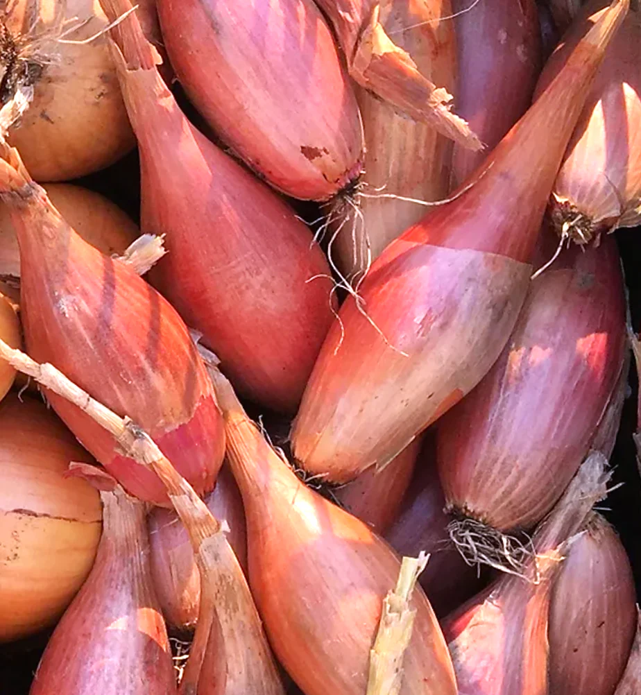 Zebrune Shallot - Image 4