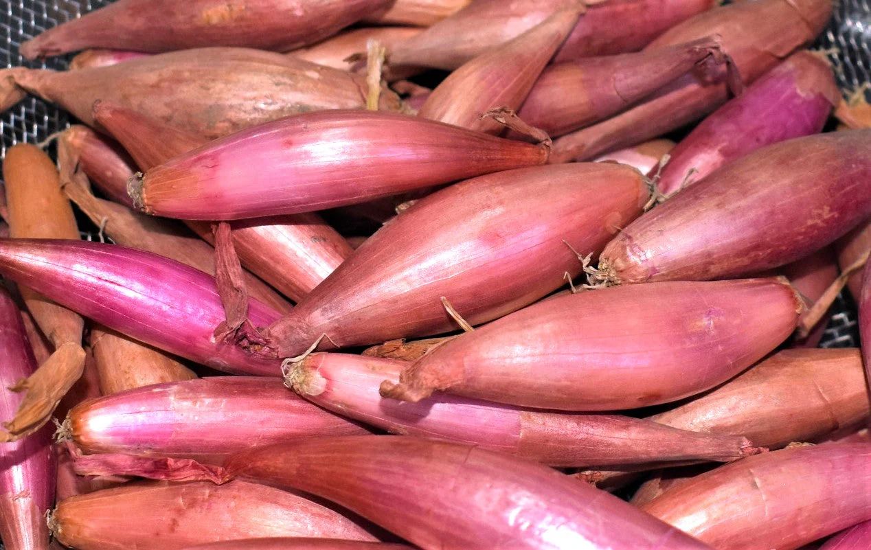 Zebrune Shallot - Image 5