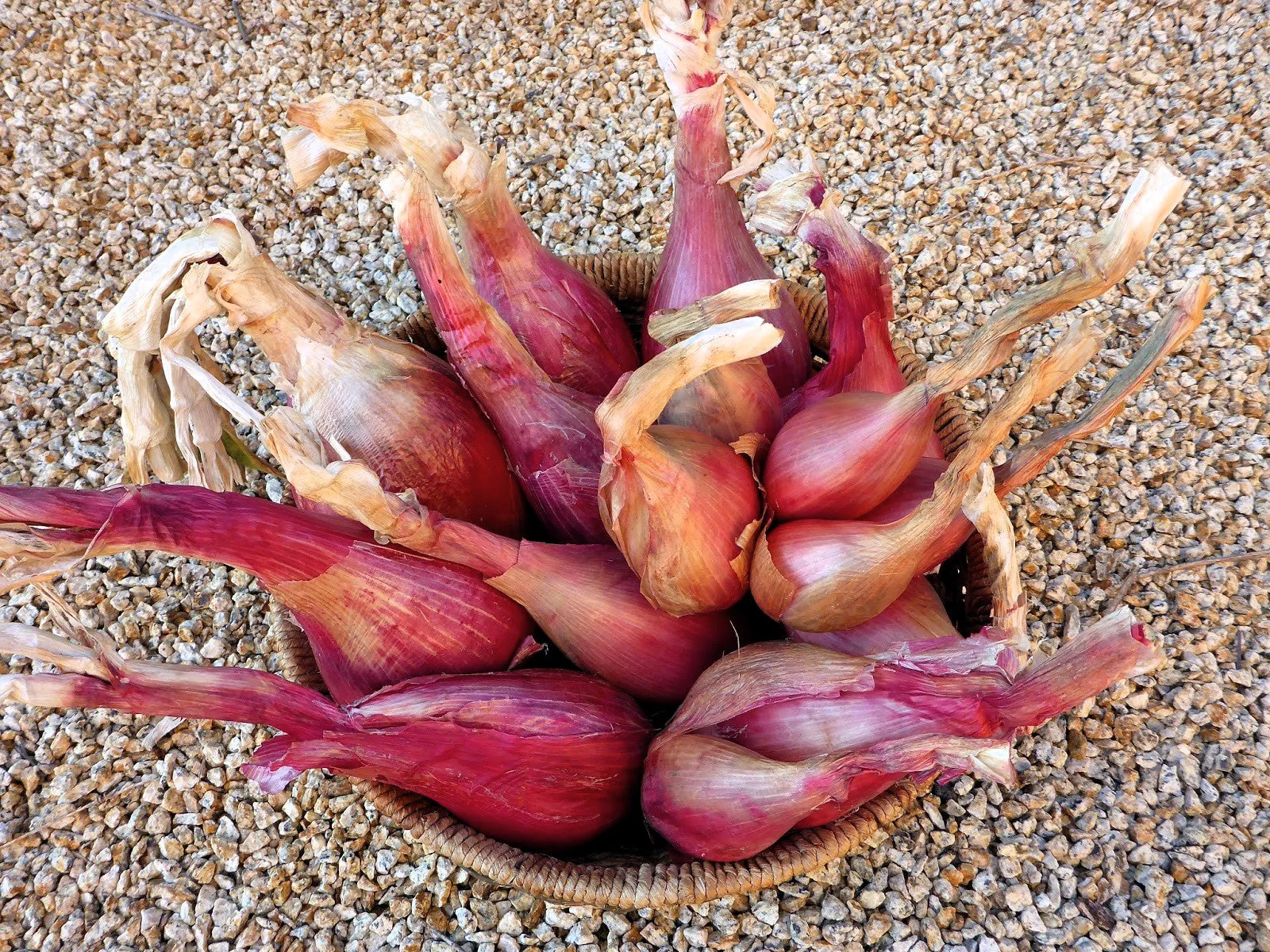 Zebrune Shallot - Image 6
